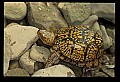 10801-00005-Turtles and Tortoises, Eastern Box Turtle.jpg