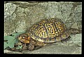 10801-00006-Turtles and Tortoises, Eastern Box Turtle.jpg