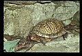 10801-00007-Turtles and Tortoises, Eastern Box Turtle.jpg