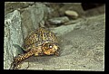 10801-00010-Turtles and Tortoises, Eastern Box Turtle.jpg