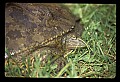 10801-00026-Turtles and Tortoises, Eastern Spiny Softshell Turtle.jpg