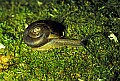 1-6-07-00001 snail.jpg
