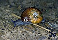 1-6-07-00252 snail.jpg