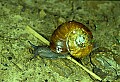 1-6-07-00256 snail.jpg