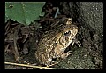 10899-00050-Amphibians-American Toad.jpg