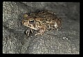 10899-00051-Amphibians-American Toad.jpg
