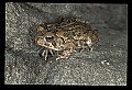 10899-00052-Amphibians-American Toad.jpg