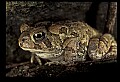 10899-00057-Amphibians-American Toad.jpg