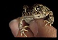 10899-00058-Amphibians-American Toad.jpg