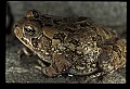 10899-00059-Amphibians-American Toad.jpg