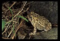 10899-00060-Amphibians-American Toad.jpg