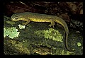 10899-00061-Amphibians-Red Spotted Newt.jpg