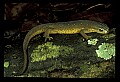 10899-00062-Amphibians-Red Spotted Newt.jpg