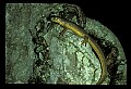 10899-00065-Amphibians-Red Spotted Newt.jpg