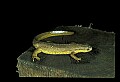 10899-00066-Amphibians-Red Spotted Newt.jpg