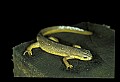 10899-00067-Amphibians-Red Spotted Newt.jpg