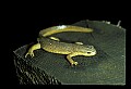 10899-00068-Amphibians-Red Spotted Newt.jpg