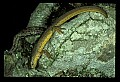 10899-00070-Amphibians-Red Spotted Newt.jpg