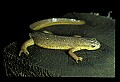10899-00071-Amphibians-Red Spotted Newt.jpg