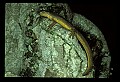 10899-00072-Amphibians-Red Spotted Newt.jpg