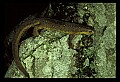 10899-00073-Amphibians-Red Spotted Newt.jpg