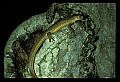 10899-00074-Amphibians-Red Spotted Newt.jpg