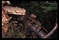 10899-00075-Amphibians-Red Spotted Newt.jpg