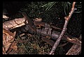 10899-00076-Amphibians-Red Spotted Newt.jpg