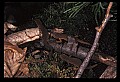 10899-00077-Amphibians-Red Spotted Newt.jpg