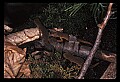 10899-00078-Amphibians-Red Spotted Newt.jpg