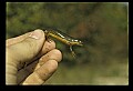 10899-00084-Amphibians-Red Spotted Newt.jpg