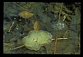 10899-00085-Amphibians-Red Spotted Newt.jpg