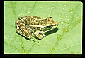 10899-00086-Amphibians-Pickerel Frog, Rana Palustria.jpg