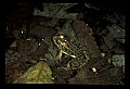10899-00088-Amphibians-Pickerel Frog, Rana Palustria.jpg