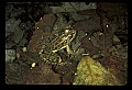 10899-00090-Amphibians-Pickerel Frog, Rana Palustria.jpg
