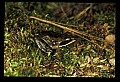10899-00092-Amphibians-Wood Frog, Rana sylvatica.jpg