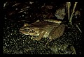 10899-00093-Amphibians-Wood Frog, Rana sylvatica.jpg