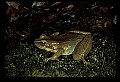 10899-00095-Amphibians-Wood Frog, Rana sylvatica.jpg