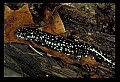 10900-00004-Slimy Salamander.jpg