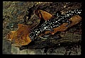 10900-00007-Slimy Salamander.jpg