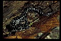 10900-00012-Slimy Salamander.jpg