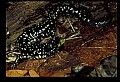 10900-00013-Slimy Salamander.jpg