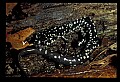 10900-00016-Slimy Salamander.jpg