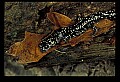 10900-00017-Slimy Salamander.jpg