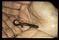 10901-00001-Cheat Mountain Salamander-Endangered.jpg