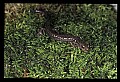 10901-00002-Cheat Mountain Salamander-Endangered.jpg