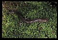 10901-00003-Cheat Mountain Salamander-Endangered.jpg