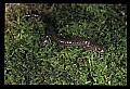 10901-00005-Cheat Mountain Salamander-Endangered.jpg