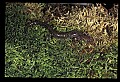 10901-00006-Cheat Mountain Salamander-Endangered.jpg