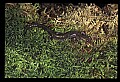 10901-00007-Cheat Mountain Salamander-Endangered.jpg